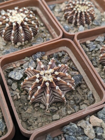 Gymnocalycium agua dulce