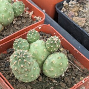 Puna subteranea (mesa garden 1179.96)