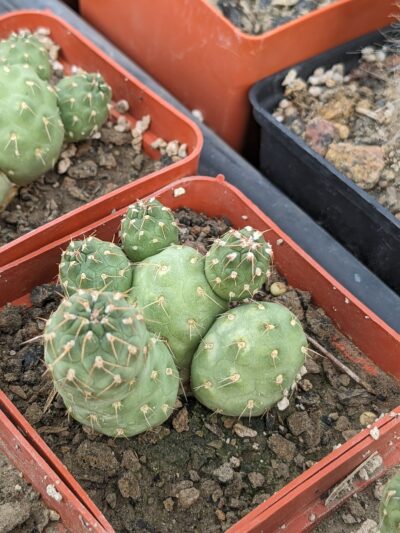 Puna subteranea (mesa garden 1179.96)