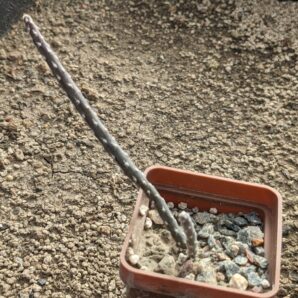 Pterocactus decipiens