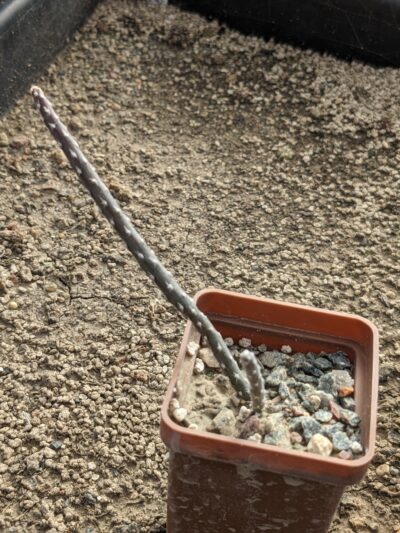 Pterocactus decipiens