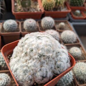 Mammillaria plumosa