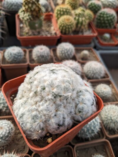 Mammillaria plumosa