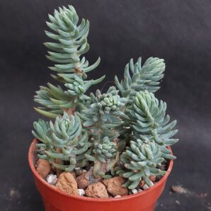 Sedum reflexum