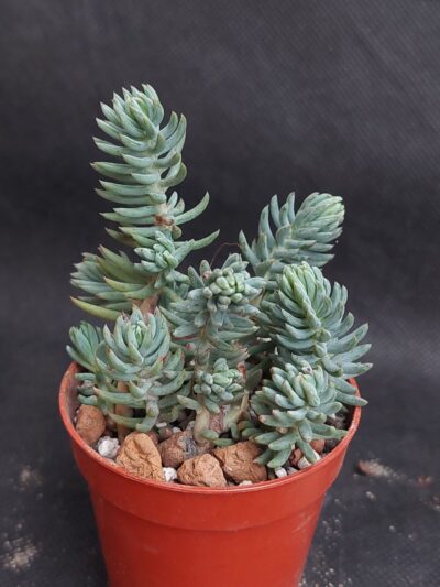 Sedum reflexum
