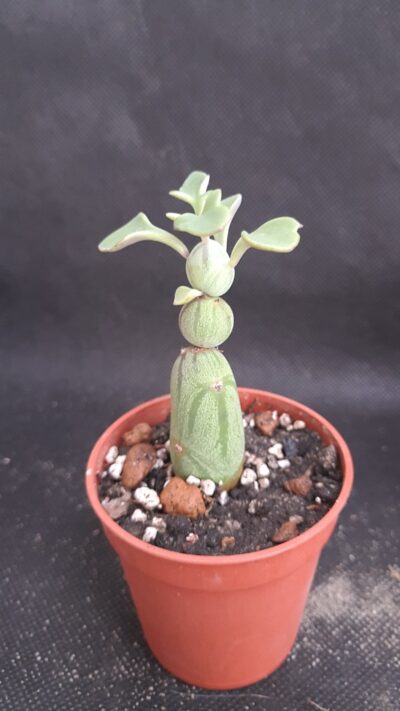 Senecio articulata globosa