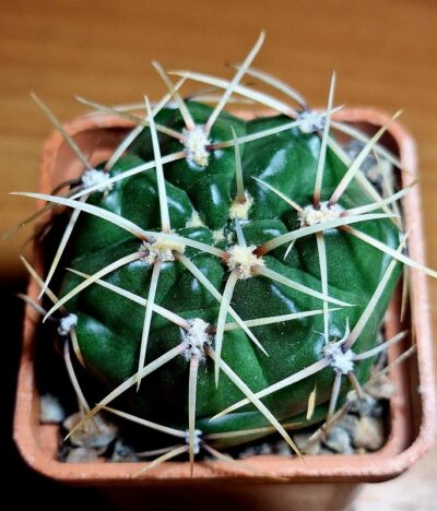 №10 Gymnocalycium monvillei v. gertrudae VG 1058