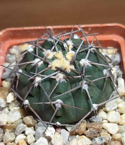 №11 Gymnocalycium riojense VG 664