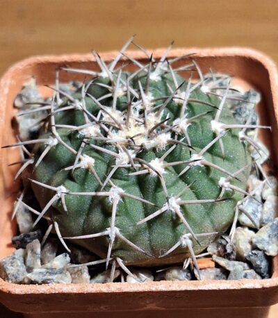 № 4 Gymnocalycium bodenbenderianum v. guthianum BKS 48-1