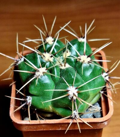 №9 Gymnocalycium monvillei ssp. gertrudae VG 1058
