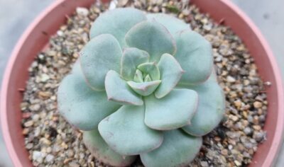 Echeveria "NICKSANA" - Зображення 2