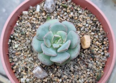 Echeveria "NICKSANA" - Зображення 2