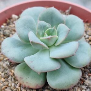 Echeveria "NICKSANA"