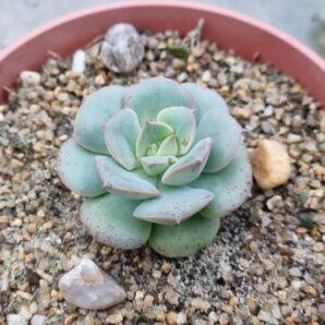 Echeveria "NICKSANA"
