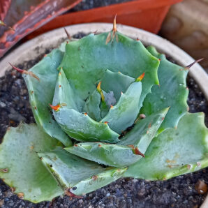 Agave potatorum cv. Shoji-Raijin