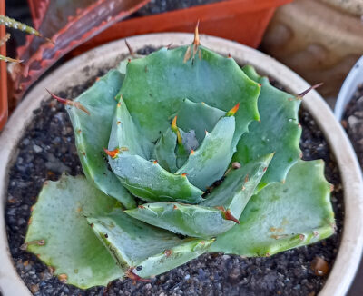 Agave potatorum cv. Shoji-Raijin