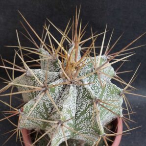 Astrophytum ornatum