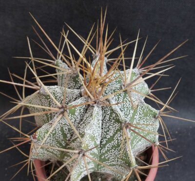Astrophytum ornatum