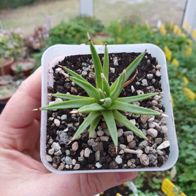 Agave albopilosa