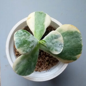 Cotyledon undulata f. variegata