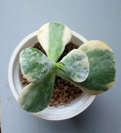 Cotyledon undulata f. variegata