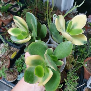 Crassula ovata Kagetsu maruba