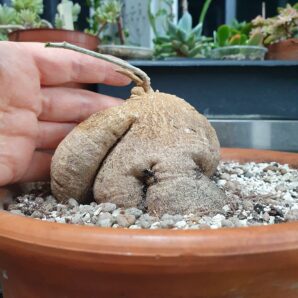 Ibervillea tenuissecta