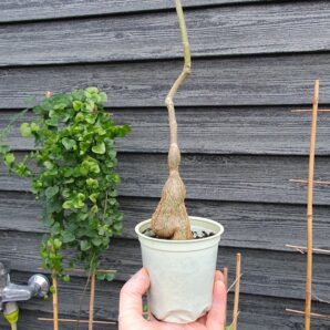 Cissus sp.