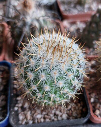 Mammillaria sp.