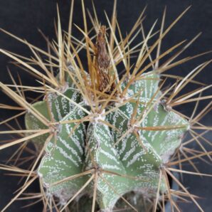 Astrophytum ornatum