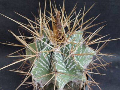Astrophytum ornatum