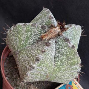 Astrophytum myriostigma hybr.