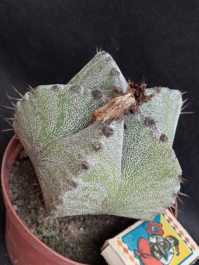 Astrophytum myriostigma hybr.