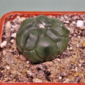 astrophytum-asterias-kikko-14
