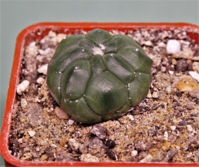 astrophytum-asterias-kikko-14