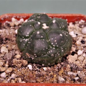 astrophytum-asterias-kikko-15