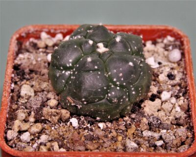 astrophytum-asterias-kikko-15