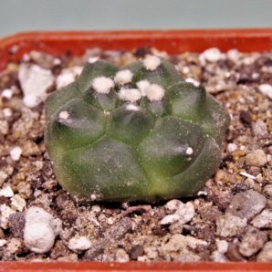 astrophytum-asterias-kikko-17