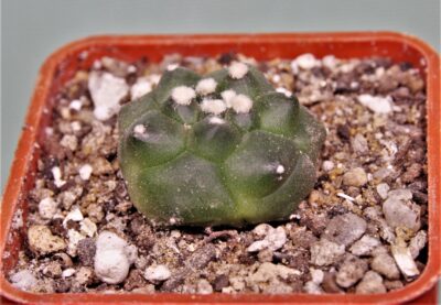 astrophytum-asterias-kikko-17