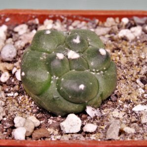 astrophytum-asterias-kikko-18