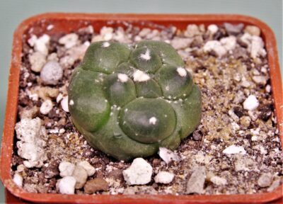 astrophytum-asterias-kikko-18