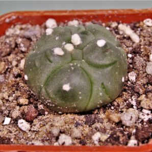 astrophytum-asterias-kikko-19