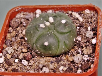 astrophytum-asterias-kikko-19