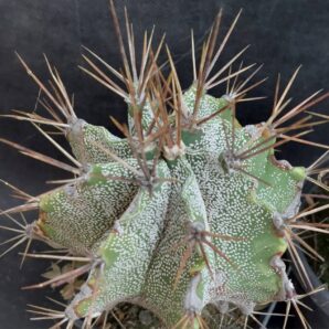 Astrophytum ornatum