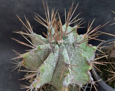 Astrophytum ornatum