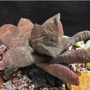 Gasteria Batesiana Barberton
