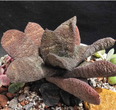 Gasteria Batesiana Barberton