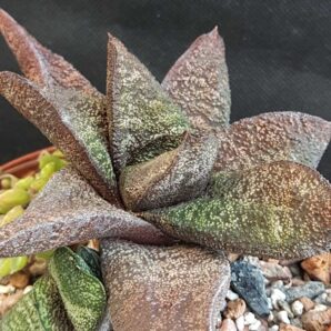Gasteria Batessiana Barberton