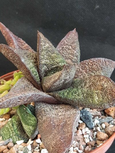 Gasteria Batessiana Barberton