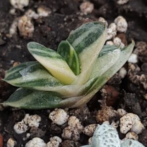 Gasteria minima variegata